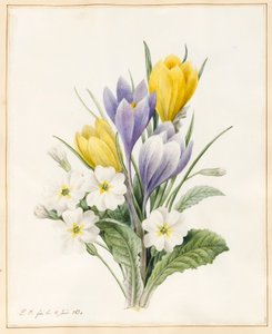 Primaveras blancas y primeros crocus híbridos, 1830 de Louise DOrleans