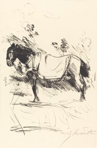 Reitpferd Caballo de montar, 1916