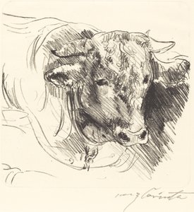 Cabeza de un toro, 1912