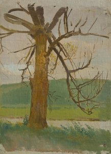 Árbol junto al río