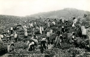 Recolectando té, finca del interior, Ceilán, c.1900-1930 de Ltd. Ceylon Plâté