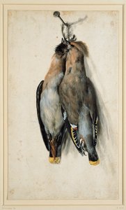 Dos ampelis europeos muertos de Lucas Cranach the Elder