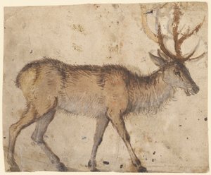Estudio de un ciervo (recto), c.1520-30 (pincel con aguada parda, realzado con aguada blanca)