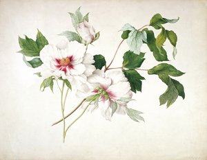 Peonía arbórea japonesa (Paeonia suffructicosa), 1815 de Lucy Cust