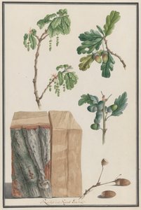 Estudios de las flores, frutos y tronco de un roble inglés Quercus robur, 1788