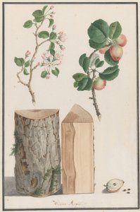 Estudios del tronco, flores y frutos de un manzano silvestre Malus sylvestris de Ludwig Pfleger