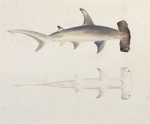 Un tiburón martillo, Loheia, anteriormente atribuido a James Bruce (1730-94)