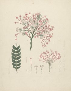 Albizia gummifera (J.F. Gmel.) C.A. Sm. (Albizia gummifera): dibujo acabado de la cabeza floral del brote, con detalles de la inflorescencia, los flósculos y la hoja