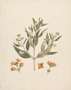 Avicennia marina (Forssk.) Vierh. (mangle blanco): dibujo acabado del brote floral con detalles de las flores