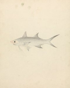 Binney: número uno (un pez)
