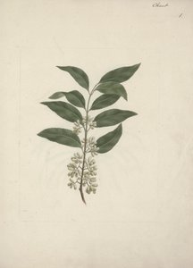 Catha edulis Forssk. (Khath): dibujo terminado de Luigi Balugani