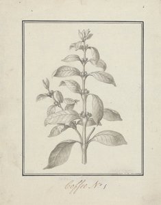 Coffea arabica L. (Café Arábica): dibujo acabado de brotes foliares y bayas
