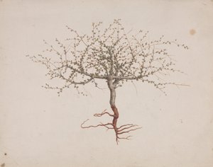 Commiphora gileadensis (L.) C. Chr. (Bálsamo de Galaad, Opobalsam): dibujo acabado si hábito del árbol (con raíces).