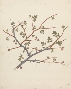 Commiphora gileadensis (L.) C. Chr. (Bálsamo de Gala, Opobalsam): dibujo acabado de la rama fructífera