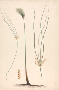 Cyperus papyrus L. (junco papiro): dibujo acabado de vapor y cabezuela floral, con detalles de la inflorescencia a izquierda y derecha