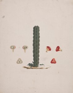 Euphorbia abyssinica J.F. Gmel. (Ethiopian Tree-Spurge): dibujo acabado de un solo tronco, con detalles de frutos enteros y disecados