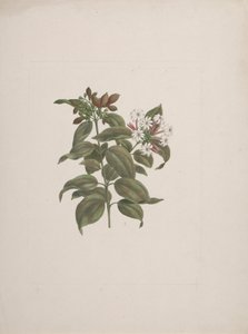 Jasminum dichotomun Vahl (jazmín africano): dibujo terminado