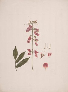 Millettia ferruginea (Hochst.) Baker: dibujo terminado con algunos detalles excluidos de Luigi Balugani