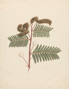 Mimosa pigra (L.): dibujo acabado