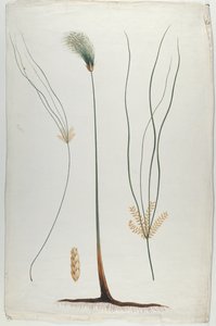 Papiro (Detalle de planta y raíz), después de James Abyssinian Bruce (1730-94)