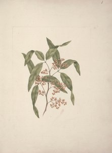 Rhus ? retinorrea Oliver: dibujo terminado de Luigi Balugani
