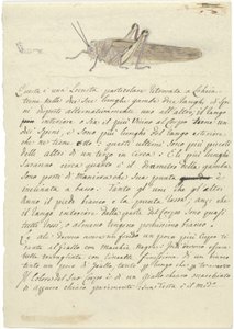 Estudio de un saltamontes, de Miscellaneous Sketches in Wrapper de Luigi Balugani