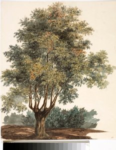 Árbol (acuarela, circa 1825) de Luigi Garibbo