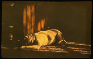 FotografÃa en color de un perro dormido a la luz del sol con Autochrome LumiÃ¨re y una...
