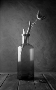 Flor de tulipán monocromática de Luiz Laercio