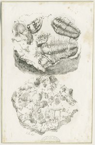 Dudley - Fósiles: litografía, s.f. [c. 1825] de Luke Booker