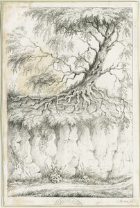 Dudley - Árbol: litografía, s.f. [c. 1825] de Luke Booker