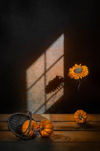Calabazas de otoño y luz del sol de Lydia Jacobs