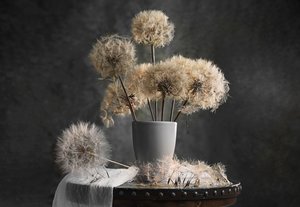  de Lydia Jacobs