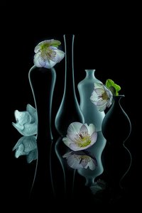  de Lydia Jacobs