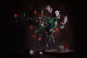  de Lydia Jacobs