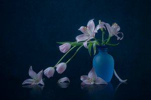  de Lydia Jacobs