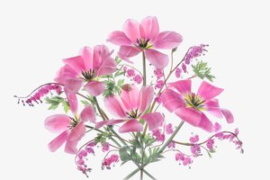 Flores rosas de primavera de Lydia Jacobs