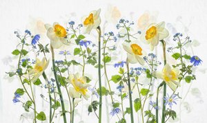 Narcisos de primavera y tonos azules de Lydia Jacobs