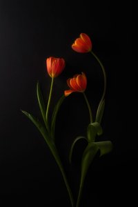  de Lydia Jacobs