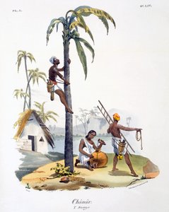 Un hombre de la casta Nadar trepando a una palmera, 1827-35 de M.E. Burnouf