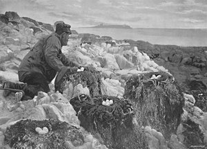 Nidos de cormoranes, Islas Farne, c1896