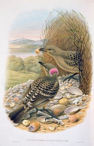 Chlamydera Nuchalis, Bowerbird Grande o Gran Gris de M. Hart