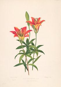 Epimachus Speciosus de M. Hart