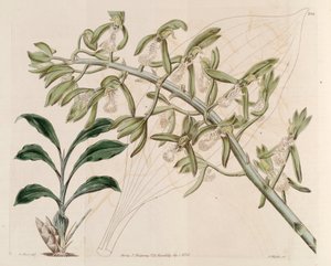 Ilustración de Catasetum cristatum de M. Hart