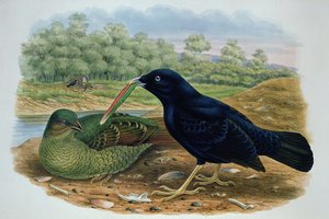 Ptilonorhyncus Violaceus, Bowerbird de Satén