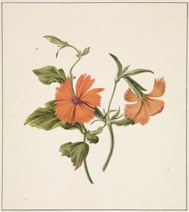 Rosas chinas gelatinosas (Rosa Chinensis Lutea)