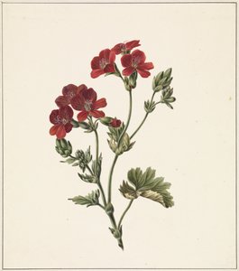 Flor roja de M. de Gijselaar