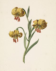 Rama con tres lirios amarillos de M. de Gijselaar