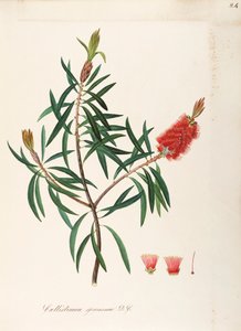 Albany Bottlebrush (Callistemon speciosum DC), Myrtaceae, Arbusto con hojas persistentes, nativo de Australia, acuarela de Maddalena Lisa Mussino
