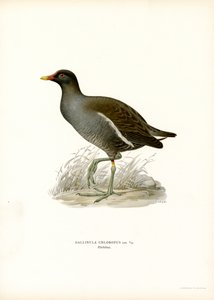 Gallineta común (litografía en color) de Magnus Ferdinand and Wilhelm von Wright